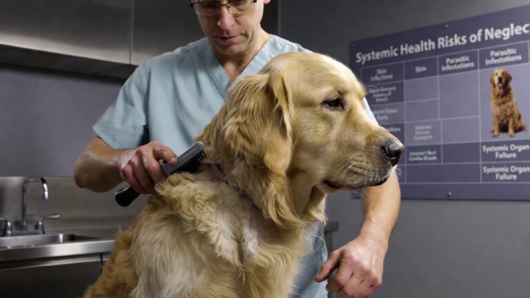 Dog Grooming for Preventative Health in 2026